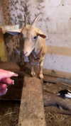 carmonoam Altpins Profile Picture