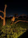 strawberryshanz Altpins Profile Picture