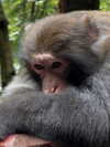 vollkova__ Altpins Profile Picture