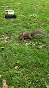 daniella_koosit Altpins Profile Picture