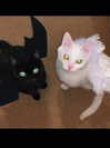 m3oww0_o Altpins Profile Picture