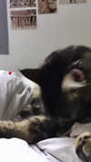 evasela__ Altpins Profile Picture