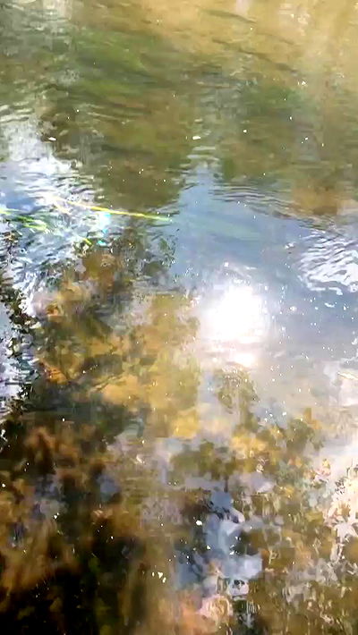 nyityam nyityam archive video