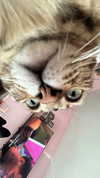 laurinchhhe Altpins Profile Picture