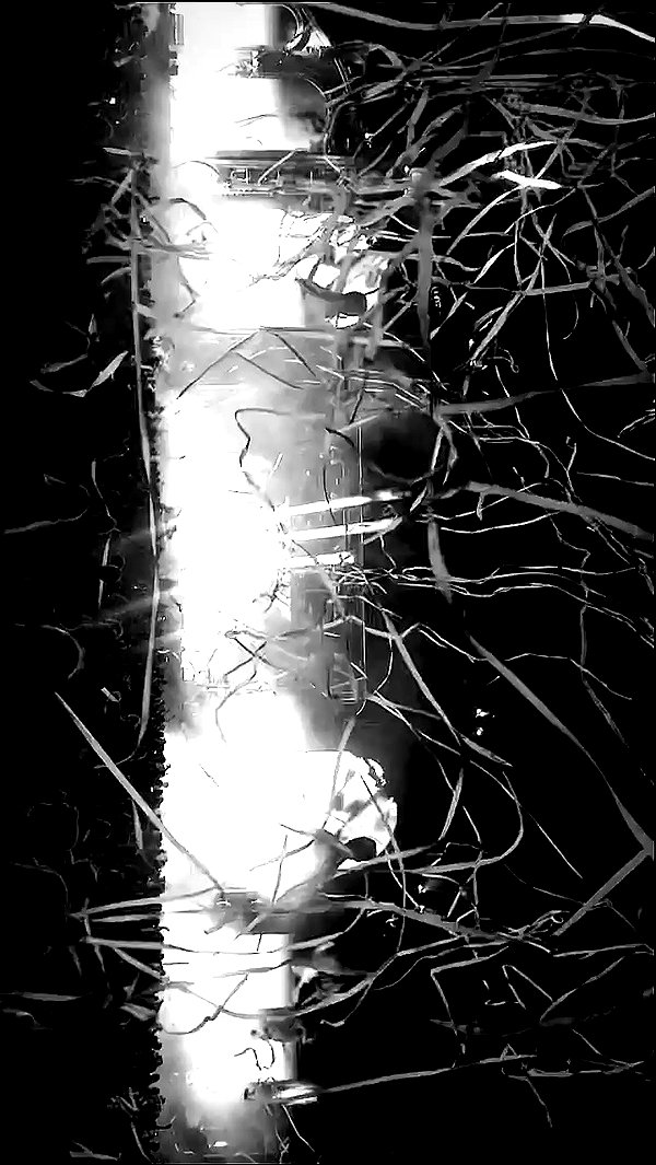 michal_cohen017 archive video preview