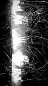 michal_cohen017 Altpins Profile Picture