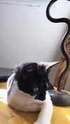 evasela__ Altpins Profile Picture