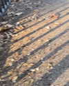 rouxroux.tv Altpins Profile Picture