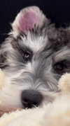 miisu000 Altpins Profile Picture
