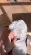 allissashin Altpins Profile Picture