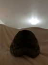 danielle.mercedie Altpins Profile Picture