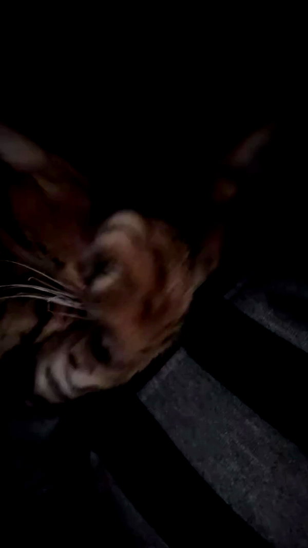 tutiiiiii666 archive video preview