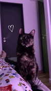 littlemiauwu Altpins Profile Picture