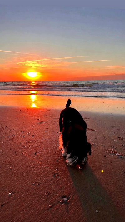 adellepisar adellepisar archive video