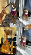 _ociaa_05 Altpins Profile Picture