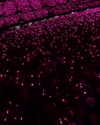 shakira Altpins Profile Picture