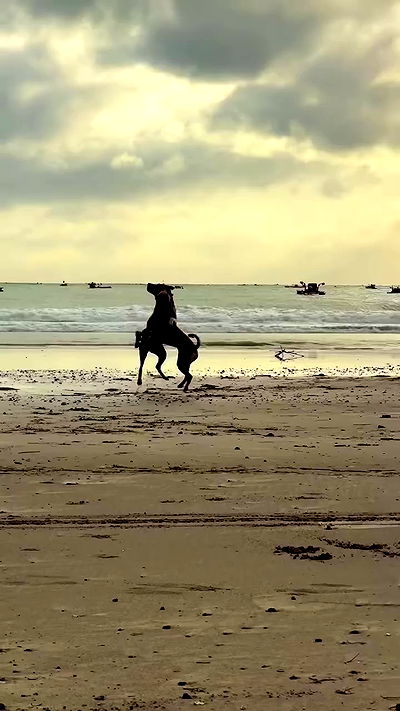 taylor.creeden taylor.creeden archive video