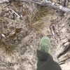 stranstviepera Altpins Profile Picture