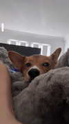 missbrisolo Altpins Profile Picture