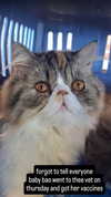 mirekyarahire Altpins Profile Picture