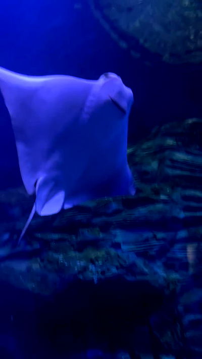 natalllluli natalllluli archive video