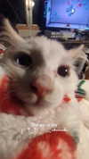 _littlerobin_ Altpins Profile Picture