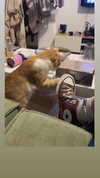 dante_yangpa Altpins Profile Picture