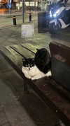 liiza_maarchuk Altpins Profile Picture