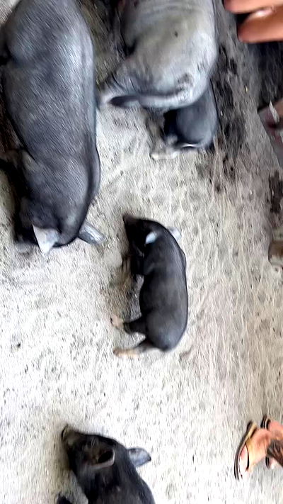 ormosheee ormosheee archive video