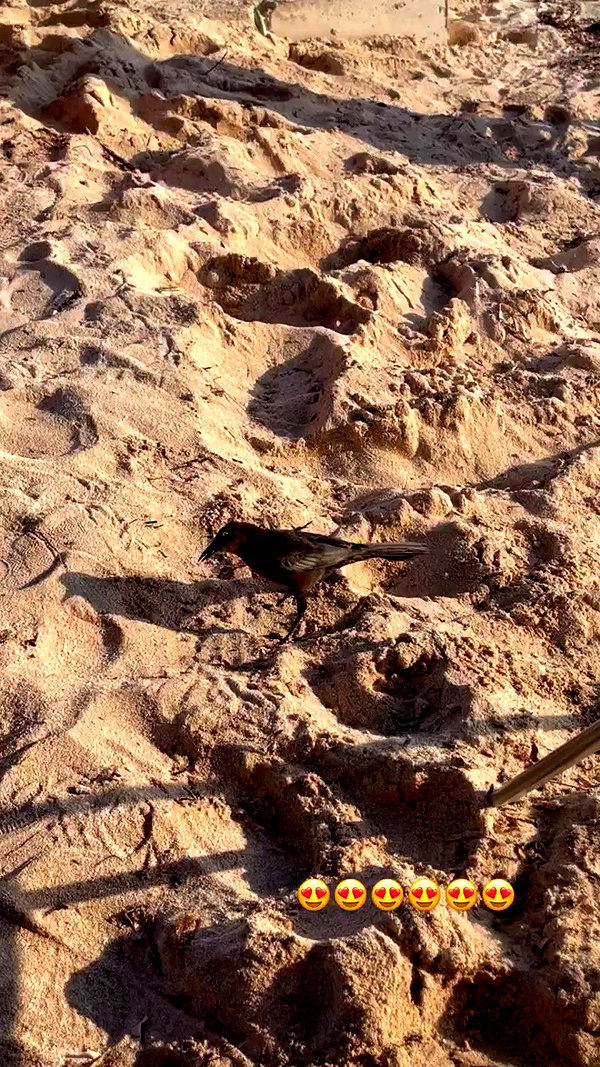 shunli__mei archive video preview