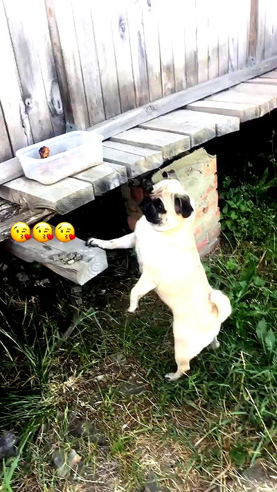 nyityam nyityam archive video