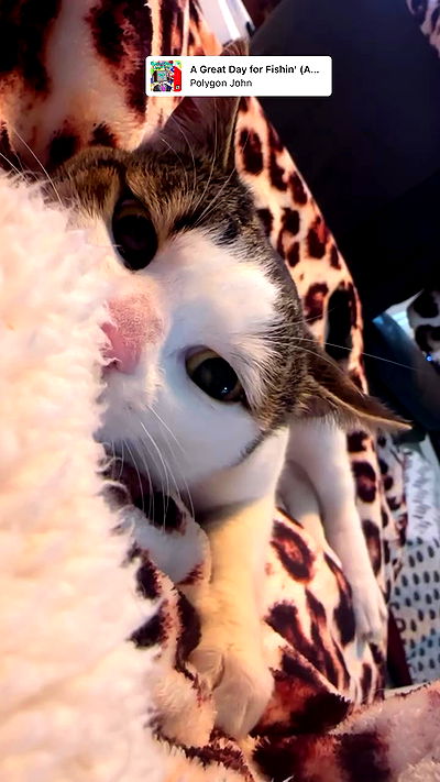 moonliliaght moonliliaght archive video