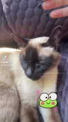 s111y_ccc0nt3 Altpins Profile Picture