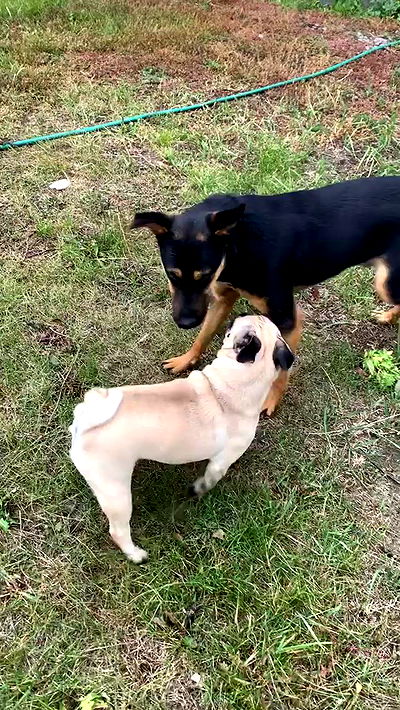 nyityam nyityam archive video