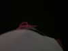 marlene_808 Altpins Profile Picture