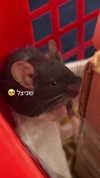 feelbetterinmysweater Altpins Profile Picture