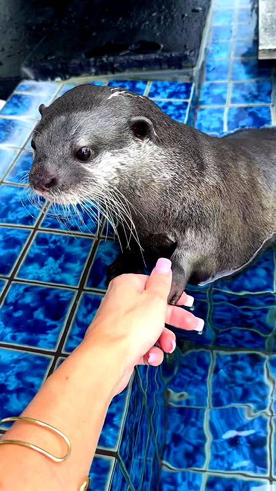 taylor.creeden taylor.creeden archive video