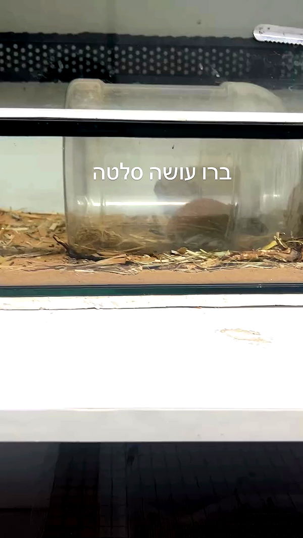 feelbetterinmysweater archive video preview