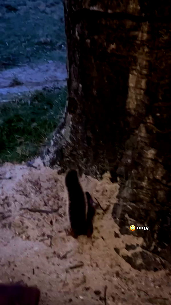 michalcohen___ archive video preview