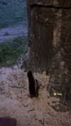 michalcohen___ Altpins Profile Picture