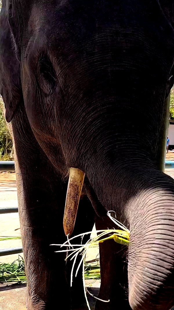 swfx_real archive video preview