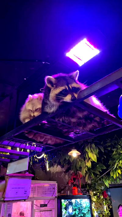 silkton silkton archive video