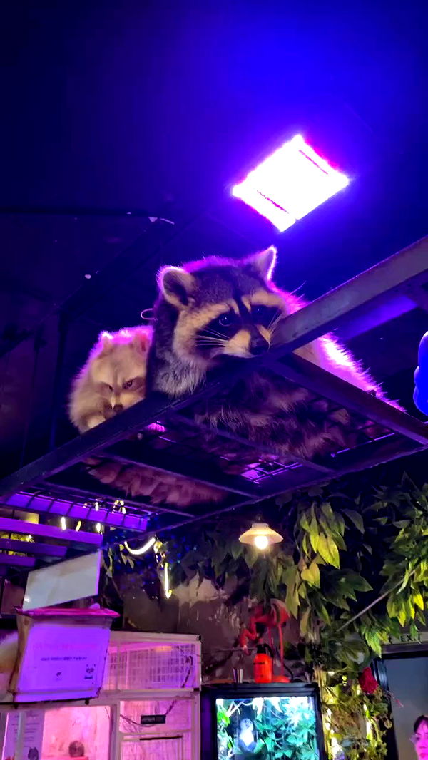 silkton archive video preview