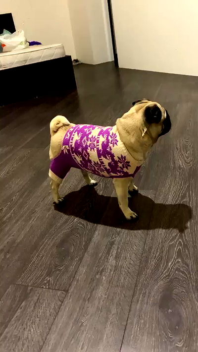 nyityam nyityam archive video