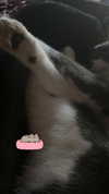 eclessia.witch Altpins Profile Picture