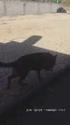 evasela__ Altpins Profile Picture