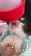 evasela__ Altpins Profile Picture