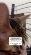 lila.garnik Altpins Profile Picture
