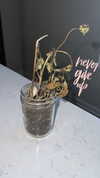 blossom_in_my_moonlight Altpins Profile Picture