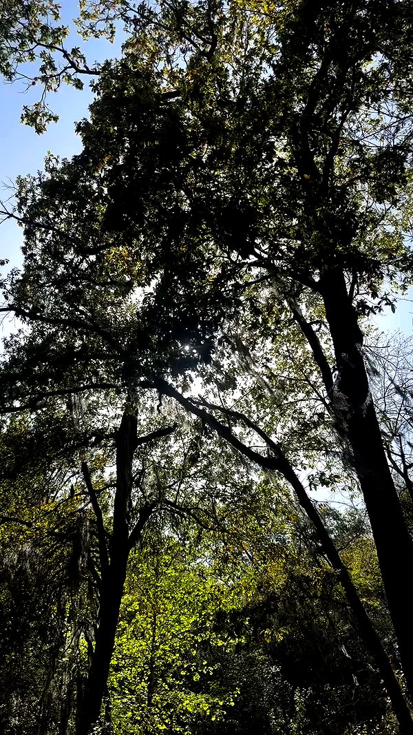 gissell_eli archive video preview